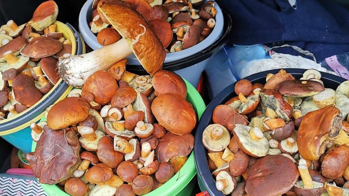 Grzyboboranie - Pyszności