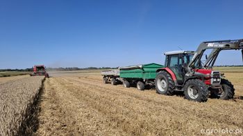 Ceny pszenicy 2025. Jak zmieniły się stawki na początku grudnia?