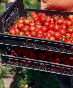 Zarobili ponad 1 mld zł na wysyłce pomidorów do Polski. Skąd pochodzą?