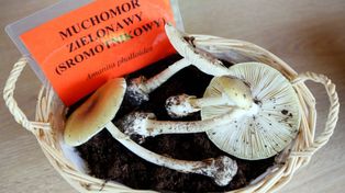Oto najbardziej trujące grzyby w Polsce! Są śmiertelnie niebezpieczne. Dowiedz się, jak je rozpoznać