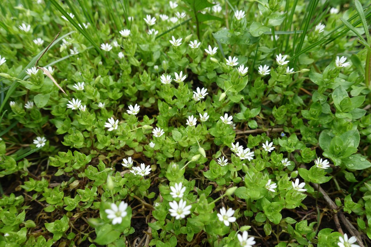Wielu tępi ją jak chwasty. A to pyszny dodatek do sałatek i zup, który wzmacnia organizm