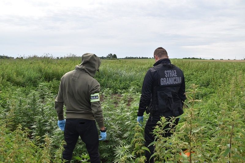 straż graniczna policja plantacja marihuany