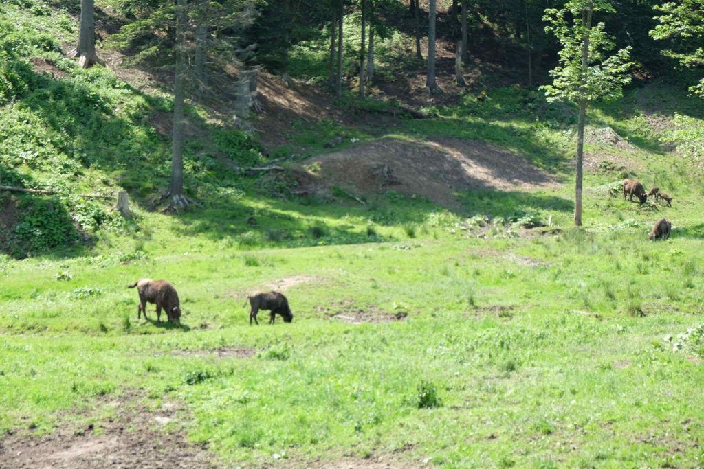 Zagroda Żubrów w Mucznem