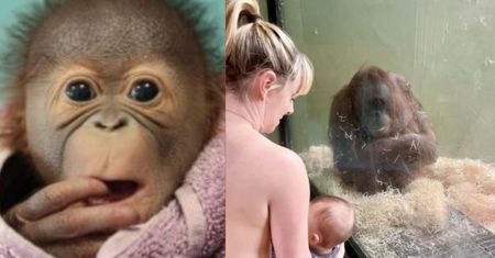 Gorzki finał pięknej akcji. 30 kobiet karmiło w dublińskim zoo