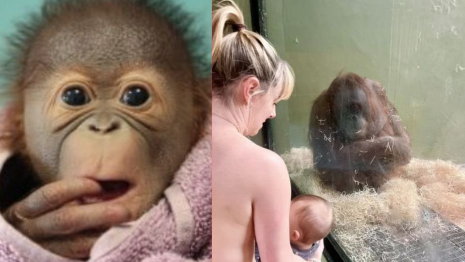 Nietypowa akcja w zoo. Finał okazał się rozczarowujący