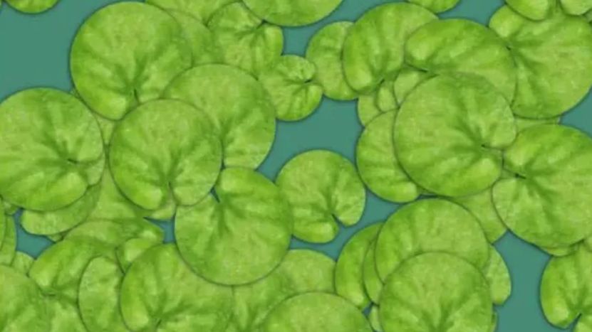 Żaba ukryta wśród liści - test na spostrzegawczość