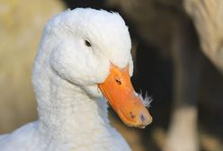 Ptasia grypa znów zaatakowała. Ognisko znajduje się w gospodarstwie z 40 tys kaczek