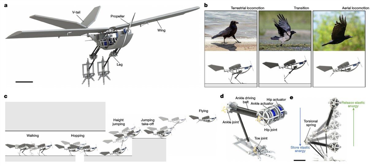 In dem veröffentlichten Artikel in "Nature" vergleichen Forscher die Effizienz verschiedener Startstrategien und zeigen den Vorteil des Sprungs. Quelle: "Nature": "Fast ground-to-air transition with avian-inspired multifunctional legs".