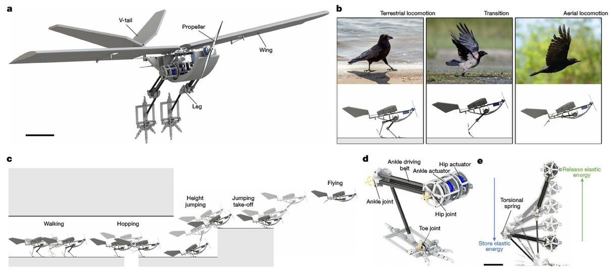 W opublikowanym artykule w "Nature" badacze porównują efektywność różnych strategii startu, pokazując przewagę skoku. Źródło: "Nature": "Fast ground-to-air transition with avian-inspired multifunctional legs".