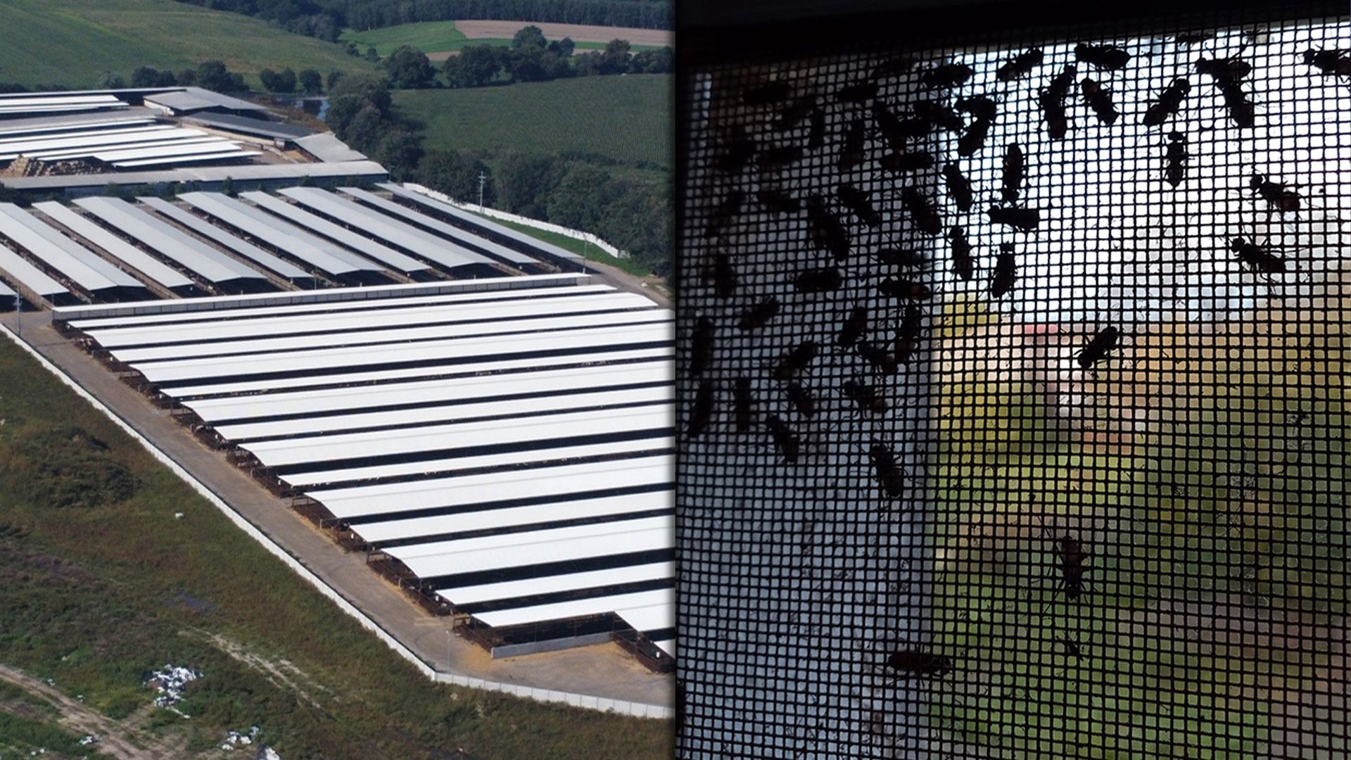 Ferma w Dąbrówce i muchy na siatce okna w sąsiedztwie fermy w Mszczyczynie