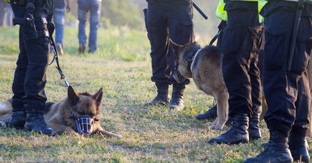 Poszukiwania ojca zamordowanego 6-latka. Tutaj doprowadziły psy tropiące