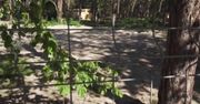 Lasy Państwowe planują wycinkę w Juracie. Przyrodnicy obawiają się, że miasteczko straci swój unikalny charakter