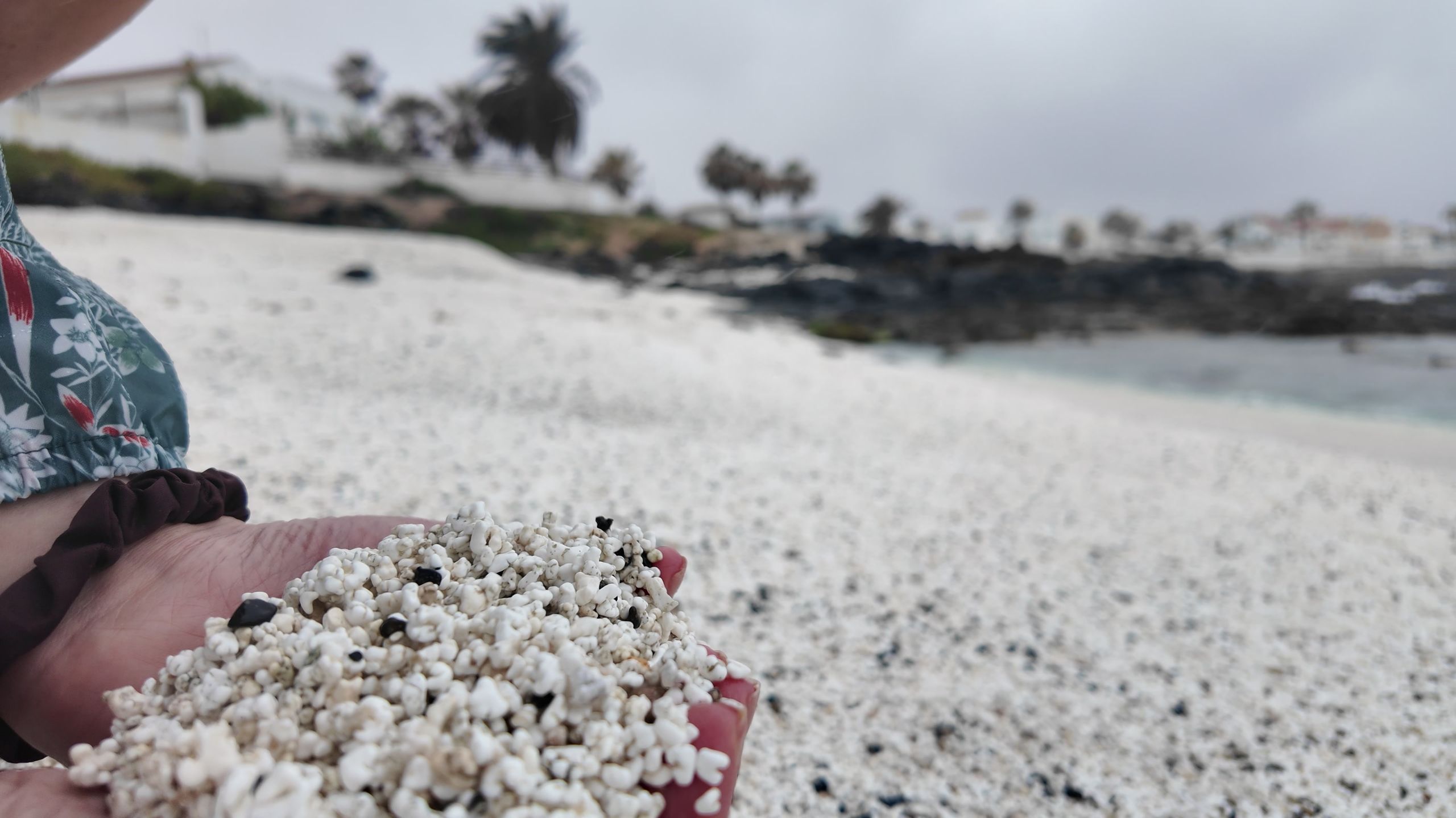 Białe rodolity na wybrzeżu Corralejo
