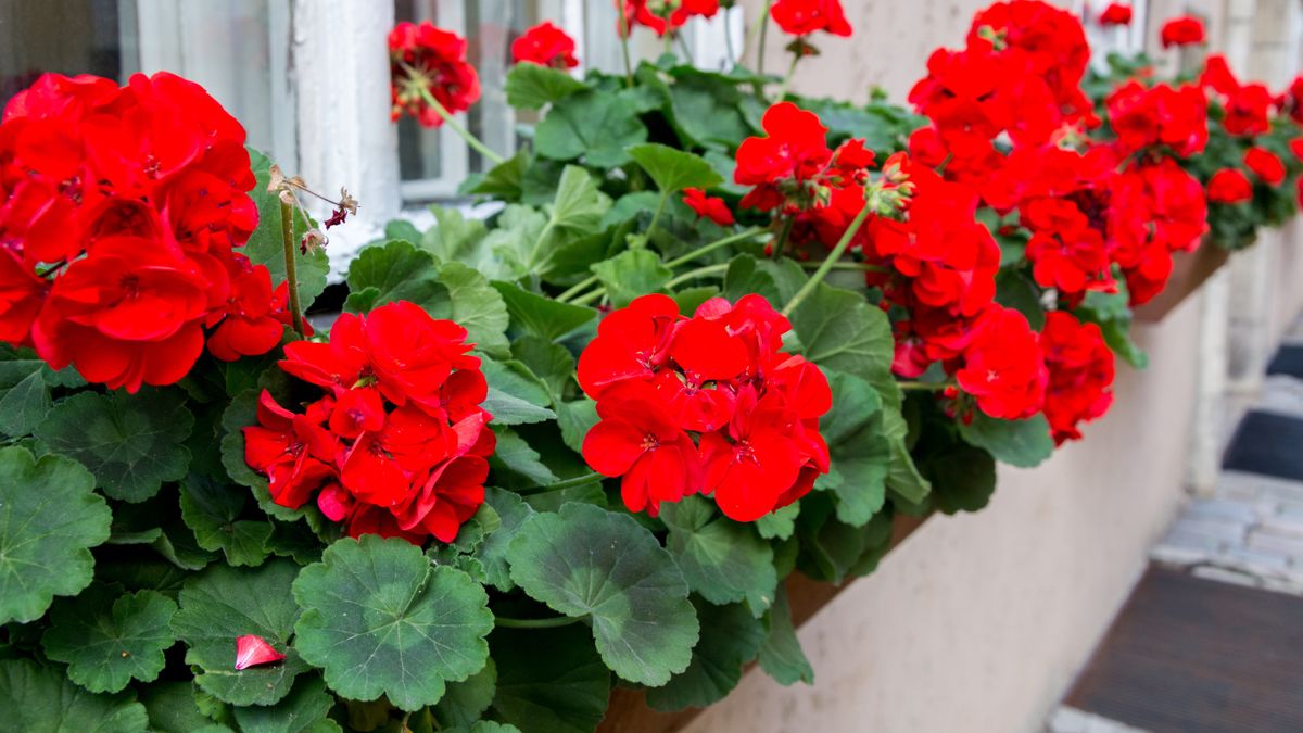 Zastosuj ten trik, pelargonie będą kwitły jak szalone