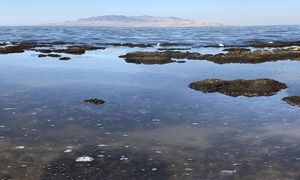 Odkryli nowe zwierzę. Żyje tylko w jednym miejscu na świecie