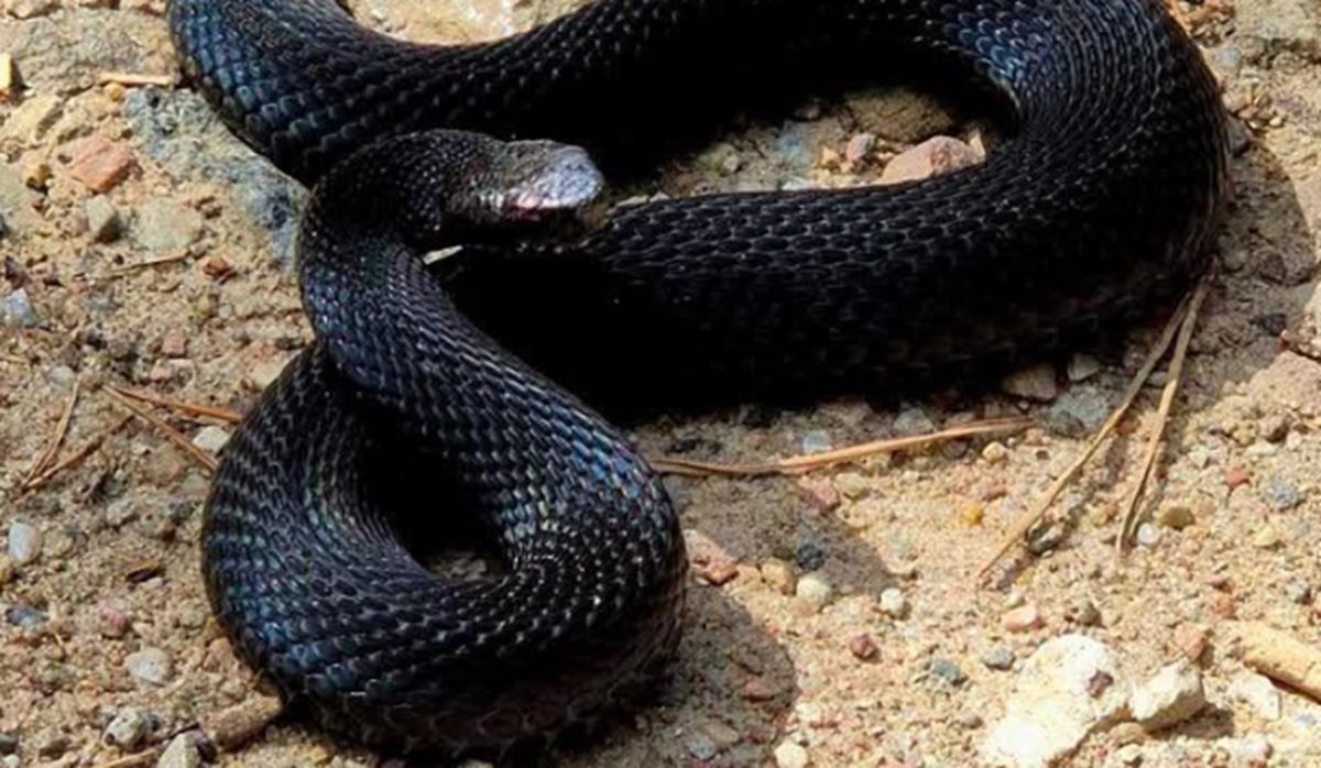 Można ją spotkać w polskich lasach. Tak ją rozpoznasz