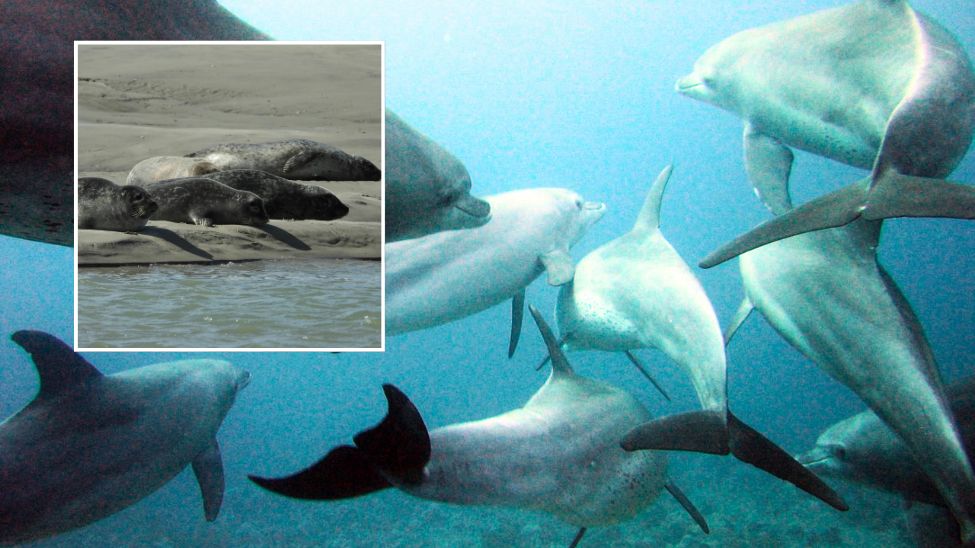 Foki szare brutalnie atakują delfiny. Ekspert zabrał głos