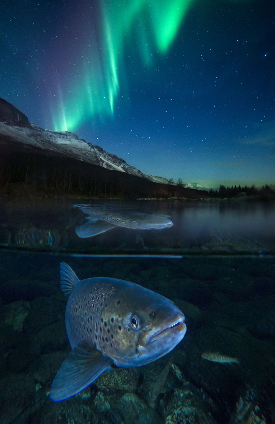 Zobaczcie najlepsze zdjęcia konkursu GDT European Wildlife Photographer of the Year 2016 5
