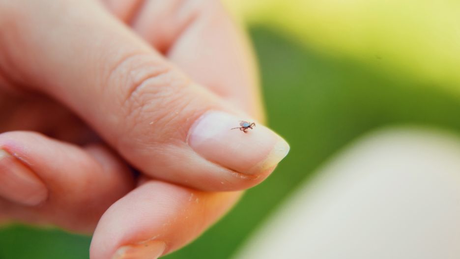 Zasadź te rośliny w ogródku. Kleszcze nawet się nie zbliżą
