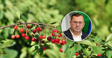 Tąpnięcie na rynku wiśni. Minister zawiadomił UOKiK. Oto szczegóły
