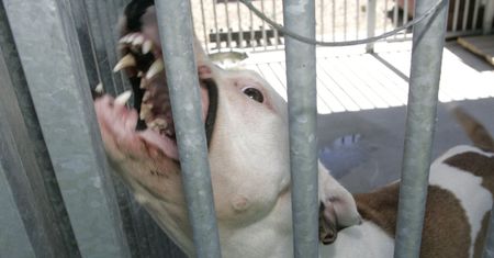 Chwile grozy w Puszczykowie. Amstaff wybiegł z posesji i zaatakował