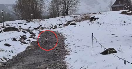 Wypatrzyła go z daleka. Niesie się nagranie z Tatr. "Uwaga"