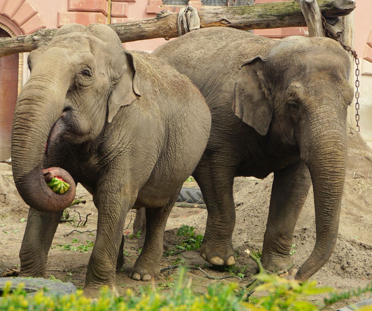 Wrocław. Światowy Dzień Słonia. W zoo święto