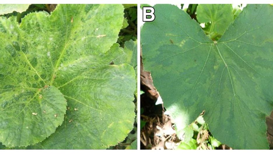 Nowy wirus dyniowatych – Moroccan watermelon virus