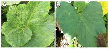 Nowy wirus dyniowatych – Moroccan watermelon virus