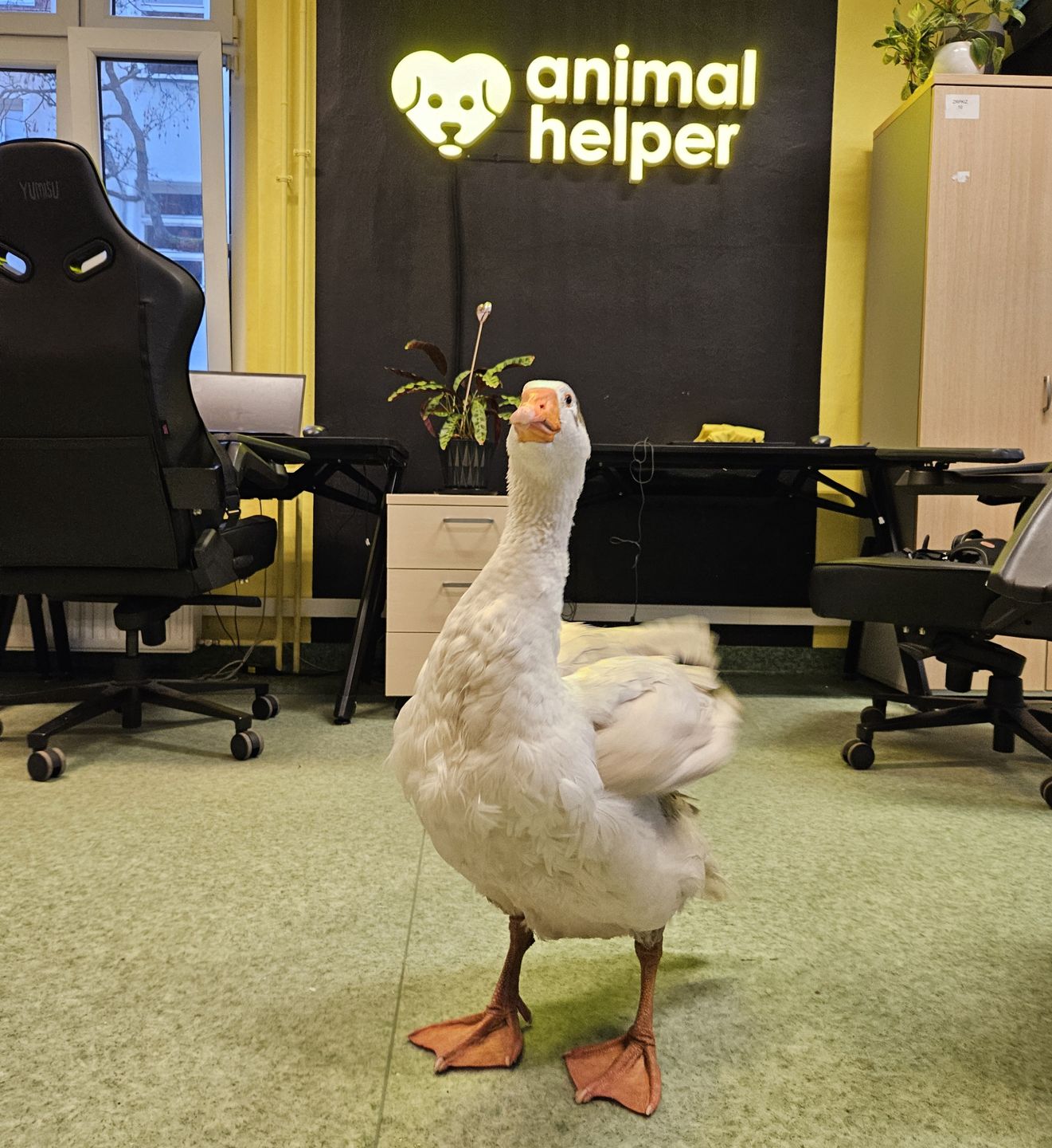 Sunny, Wirek i Kundelino to prawdziwi rzecznicy praw zwierząt. W siedzibie Animal Helper od razu poczuły się jak w domu