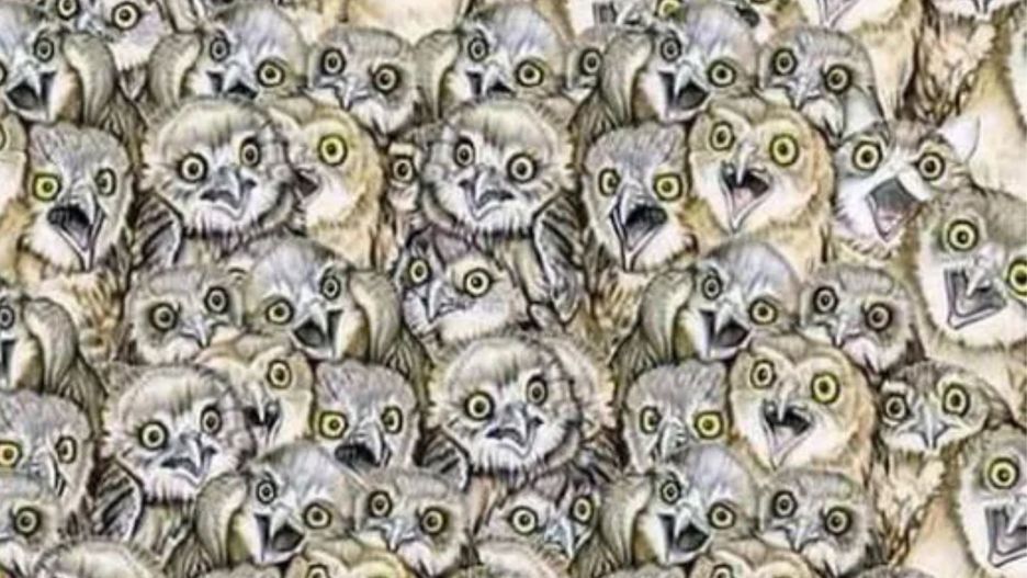 Widzisz kota? Tylko nieliczni dają radę w wyznaczonym czasie