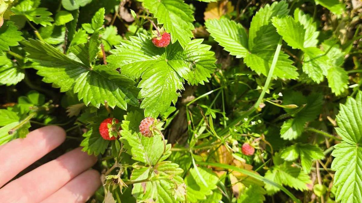 W lasach obserwujemy właśnie wysyp poziomek. Leśnicy zachęcają do zbiorów
