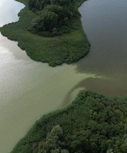 Śmierdząca plama na jeziorze Gopło. Zamknięto kąpieliska