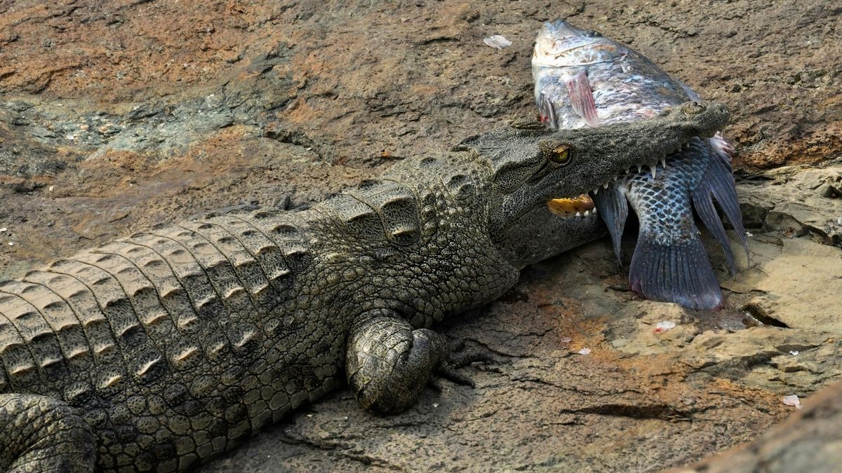 Dieta aligatorów bywa zaskakująca (zdjęcie poglądowe)