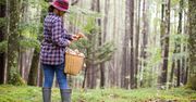 Tych grzybów nie zbieraj pod żadnym pozorem. Inaczej grozi ci kara do nawet 5 tys. zł