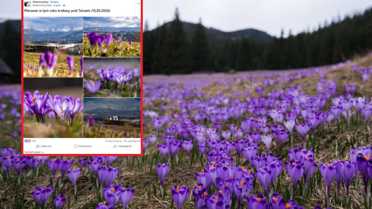 Krokusy już pojawiają się w Tatrach