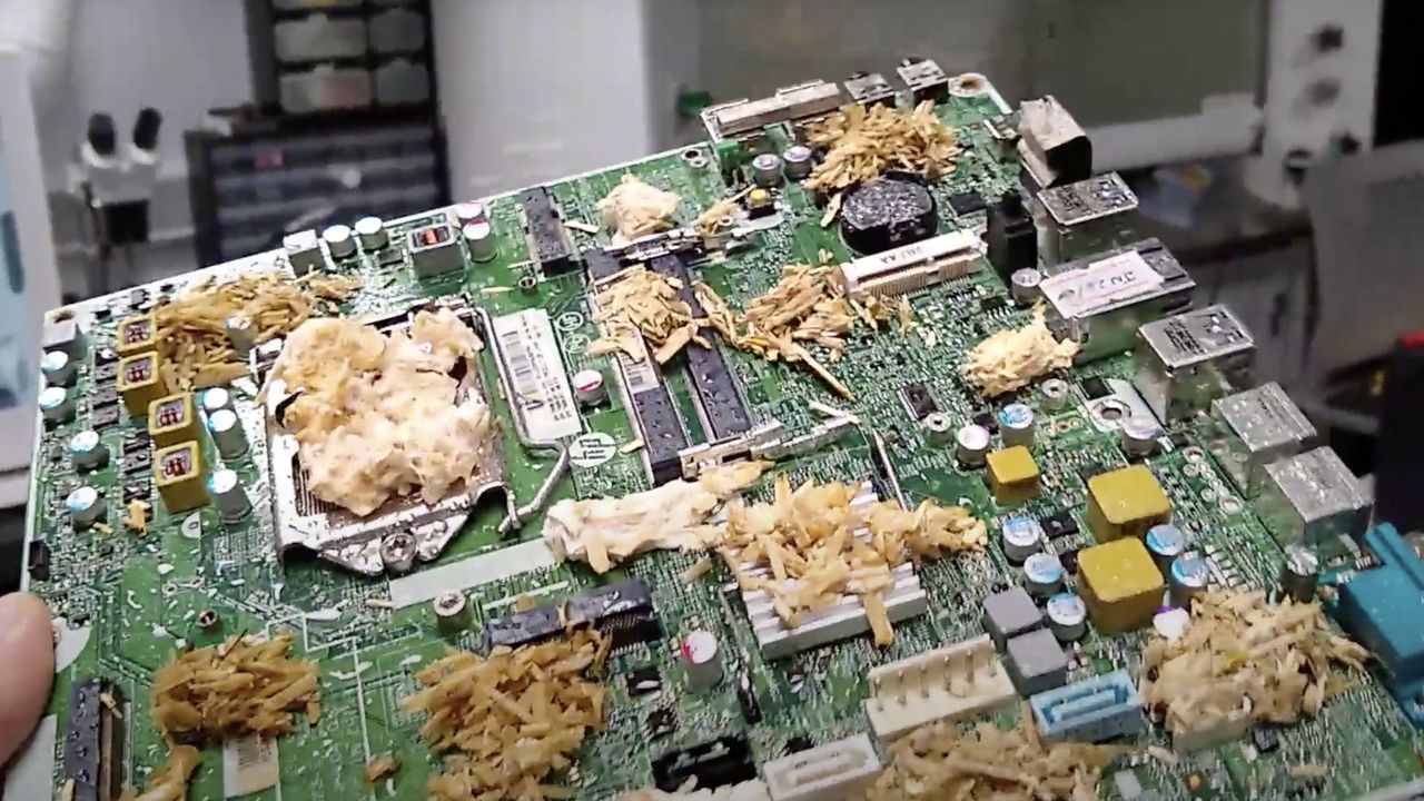 Oto "grzybowy komputer". Tego jeszcze nie było