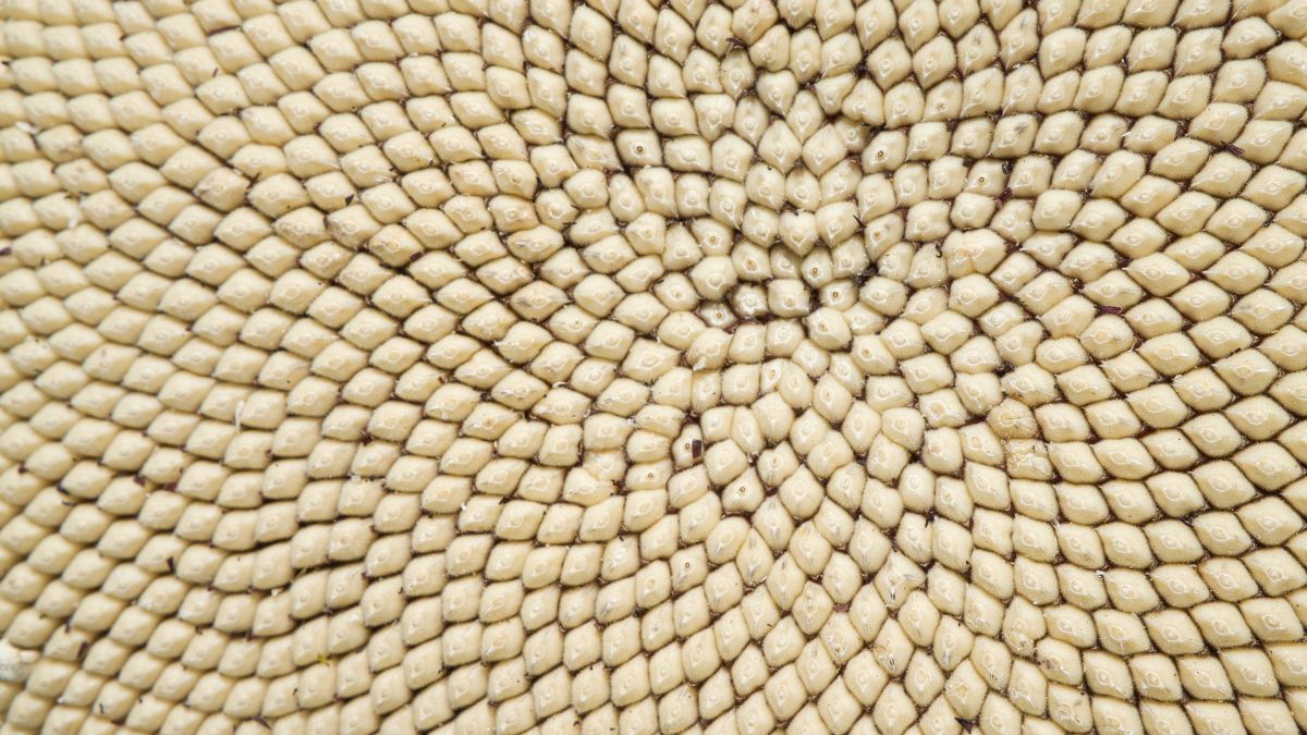 Te nasiona skrywają wiele właściwości prozdrowotnych 