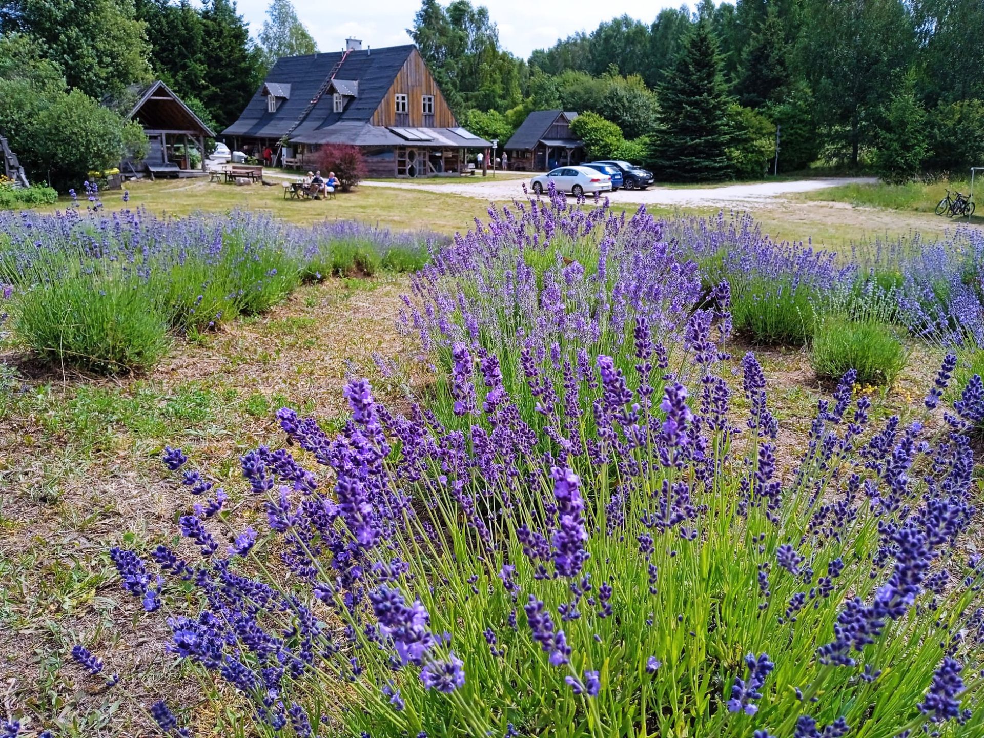 Lawendowe Pole w Nowym Kawkowie to pierwsza plantacja lawendy na Warmii. Powstała w 2001 r.