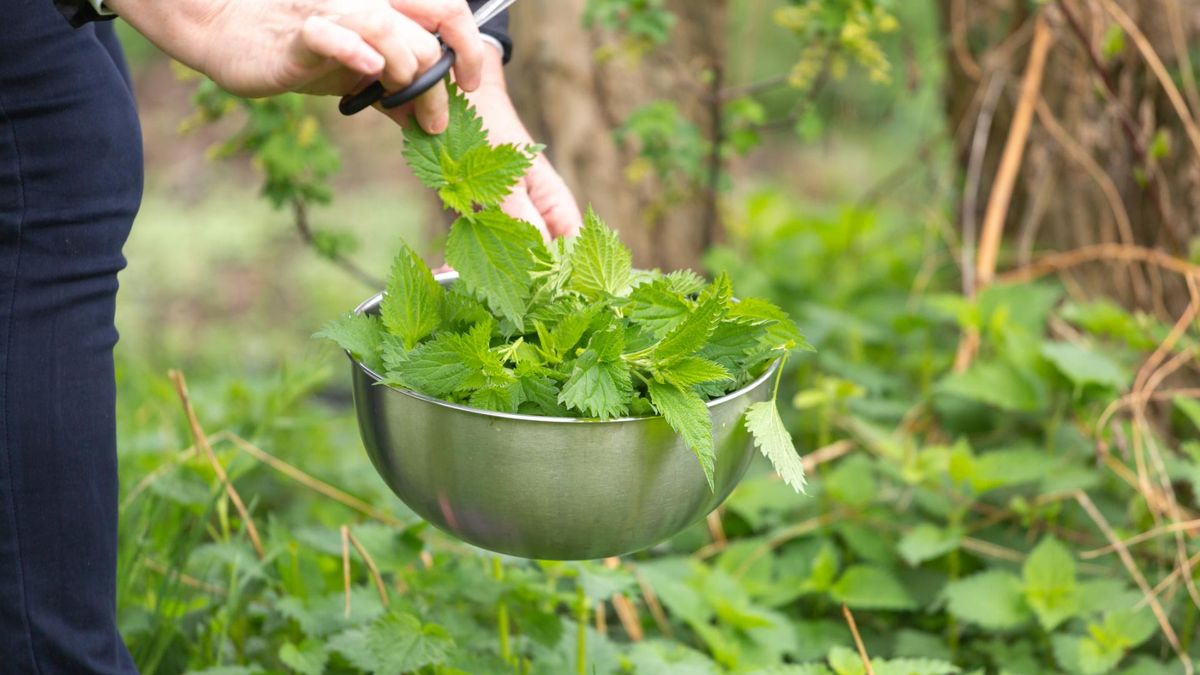 Zbiór młodej pokrzywy