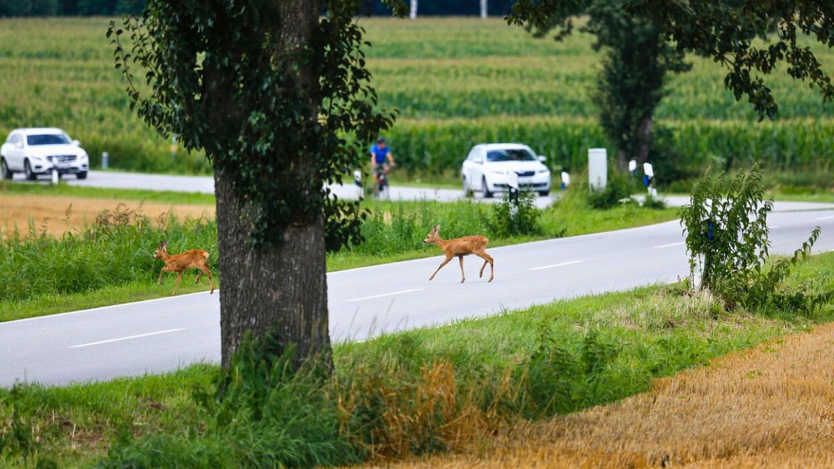 Widząc dzikie zwierzęta na drodze koniecznie uważaj 