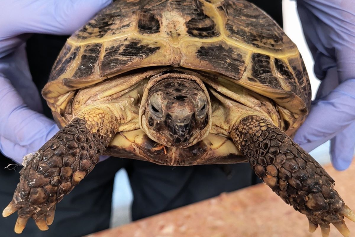 Egzotyczny pasażer w pociągu z Kijowa. Trafił do zoo w Zamościu