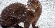Norwegia definitywnie kończy z hodowlą zwierząt futerkowych