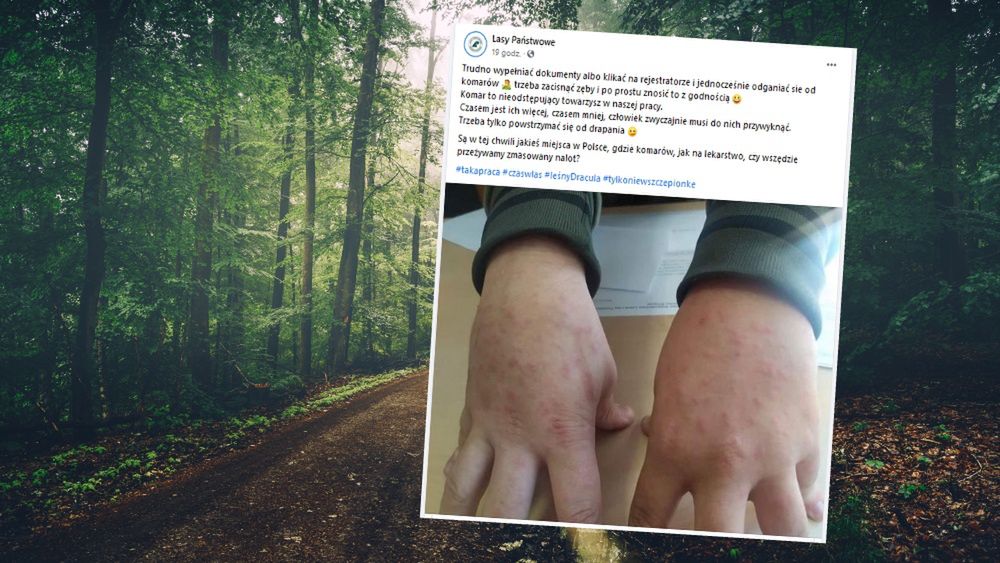 Ugryzienia komarów to codzienność polskich leśników