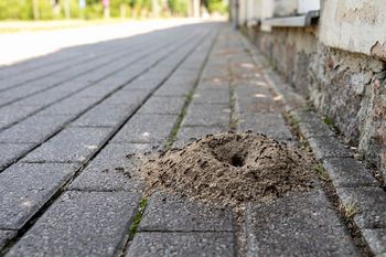 Mrówki niszczą twoją kostkę brukową? Sprawdź, jak szybko się ich pozbyć