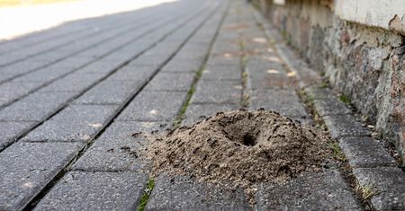 Mrówki niszczą twoją kostkę brukową? Sprawdź, jak szybko się ich pozbyć