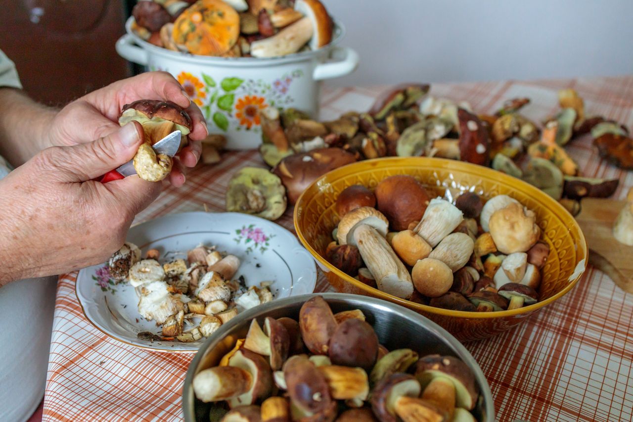 Jak przechowywać świeże grzyby? Nie każdy to wie