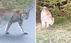 Ryś w lesie na Dolnym Śląsku. Czy to Zygmunt? Jest film