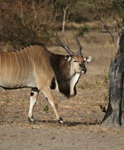 Tragiczny wypadek w szwedzkim ZOO. Nie żyje pracownik