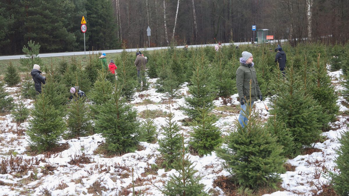 Uczestnicy akcji „Choinkobranie"
